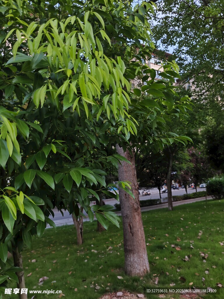綠葉繁茂的樹木景觀