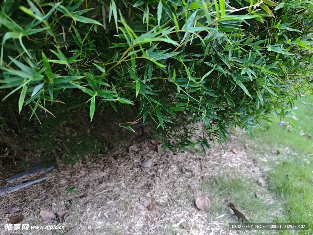 翠綠竹葉下的泥土地