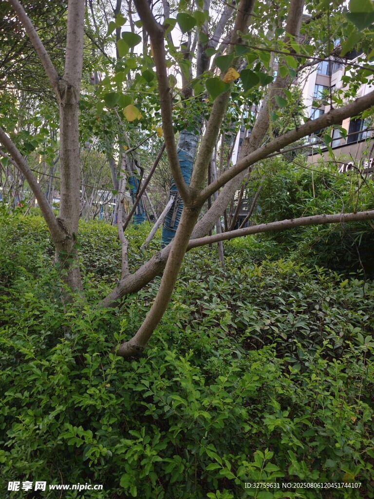 繁茂綠植中的曲折樹枝