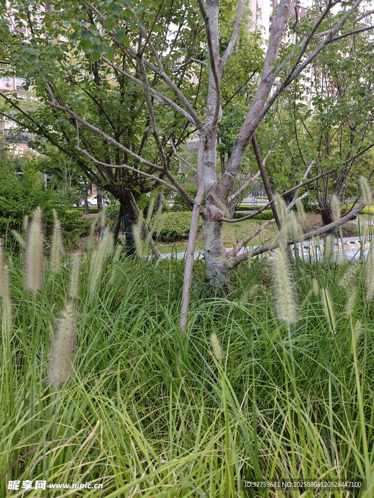 草叢中的樹木景觀