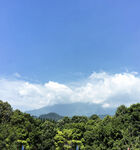 青山藍天間的蔥郁森林