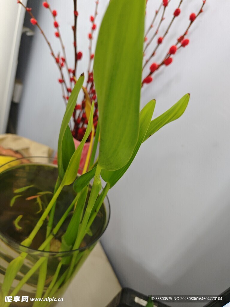 紅穗綠葉水生植物特寫(xiě)