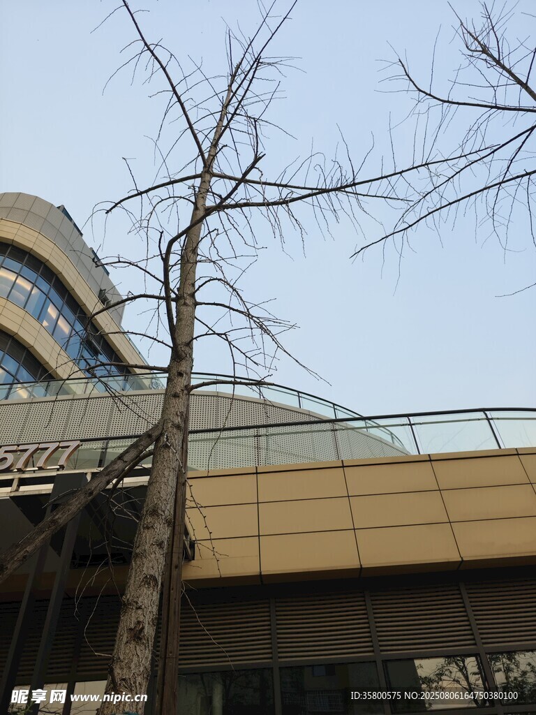 現(xiàn)代建筑旁的光禿樹木