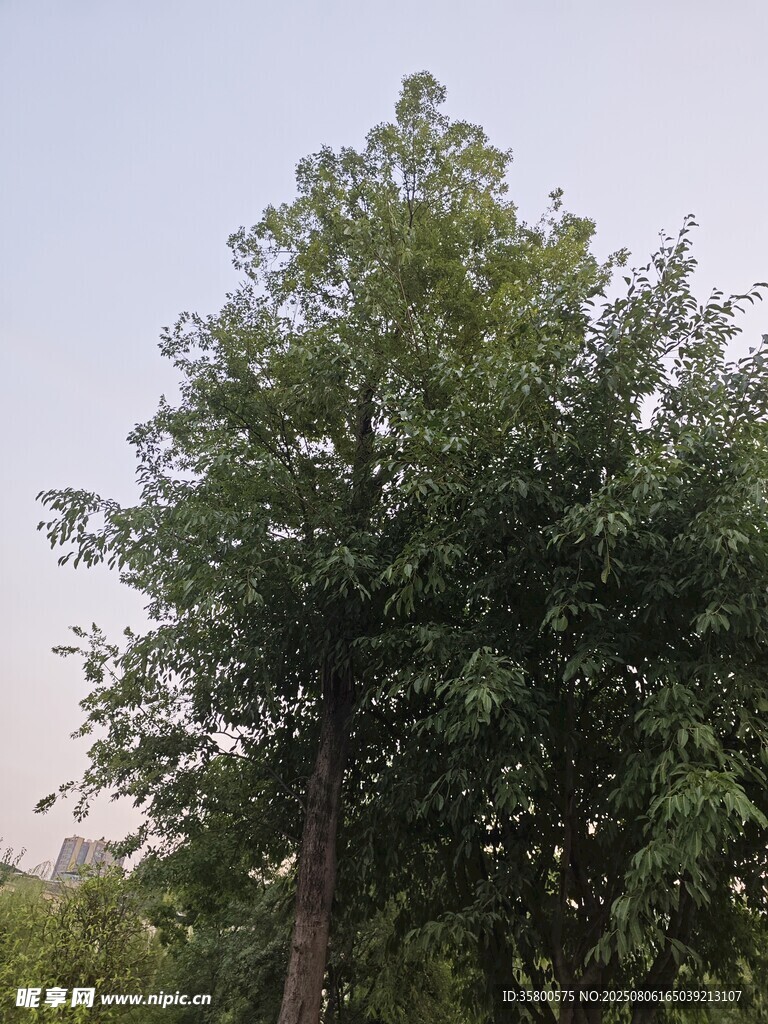 高大綠樹
