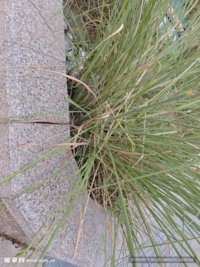 石縫中生長(zhǎng)的翠綠野草