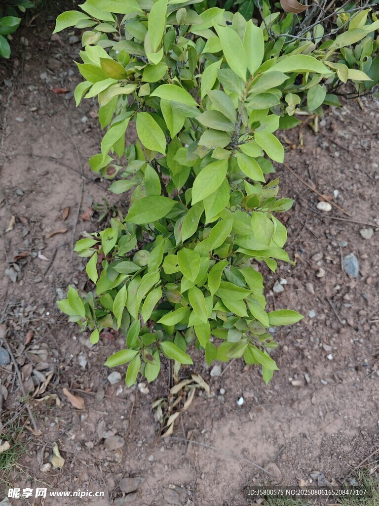 綠葉植物生長(zhǎng)在泥土中