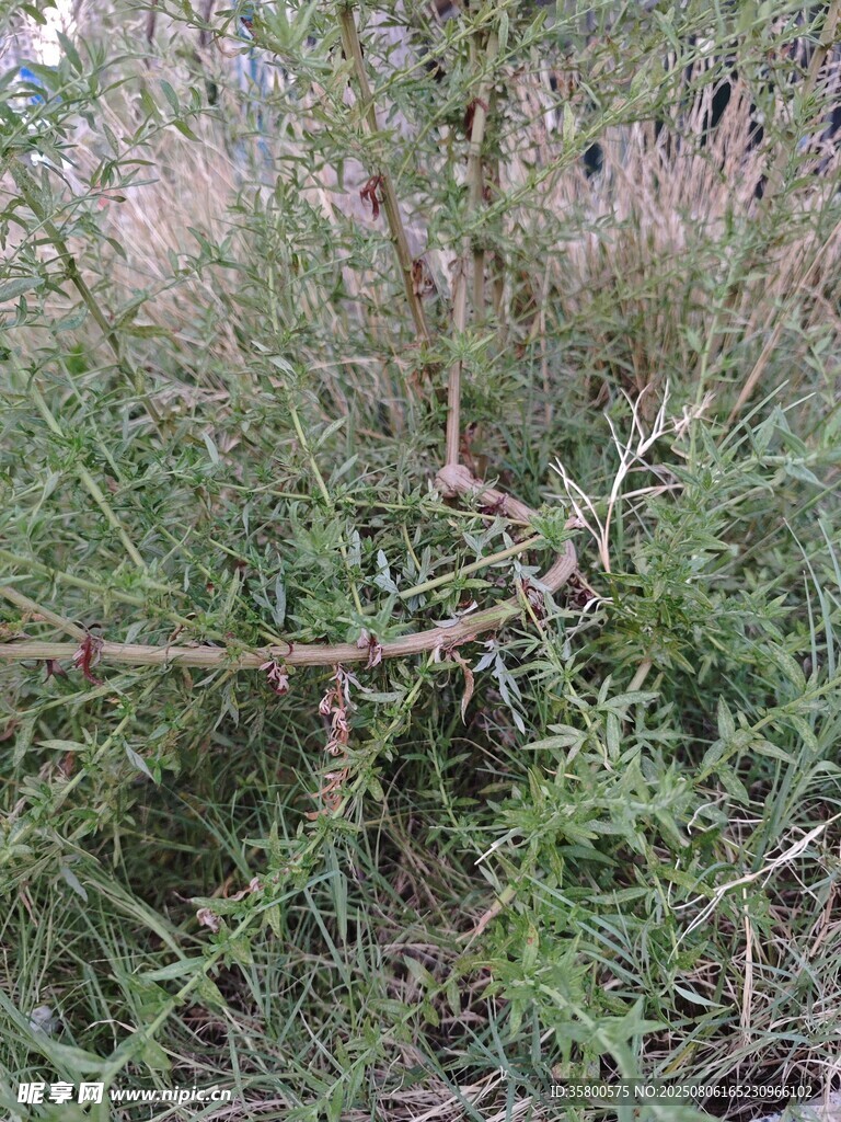 野外叢生的帶刺綠色植物
