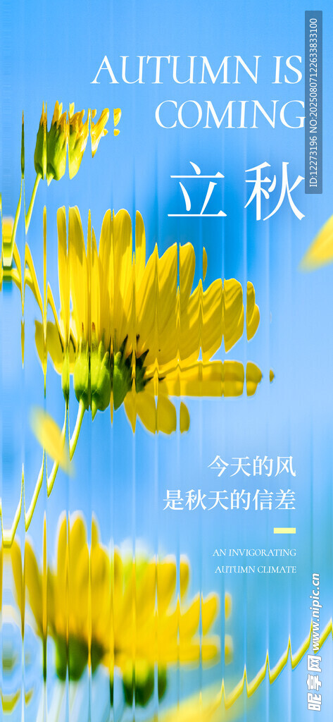秋日黃花迎立秋
