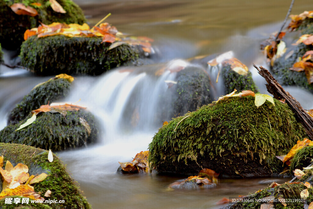 山間溪流與苔蘚落葉之景