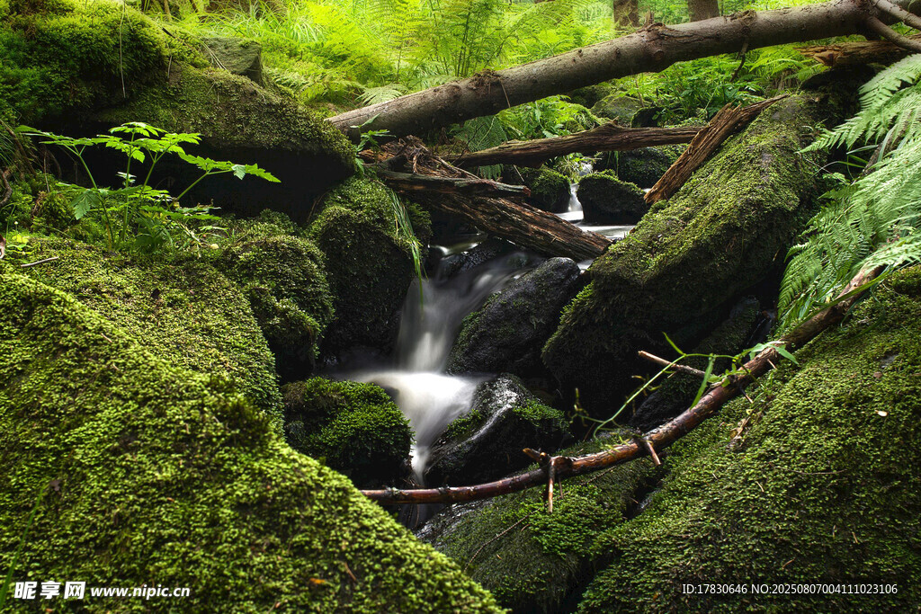 山間苔蘚溪流美景