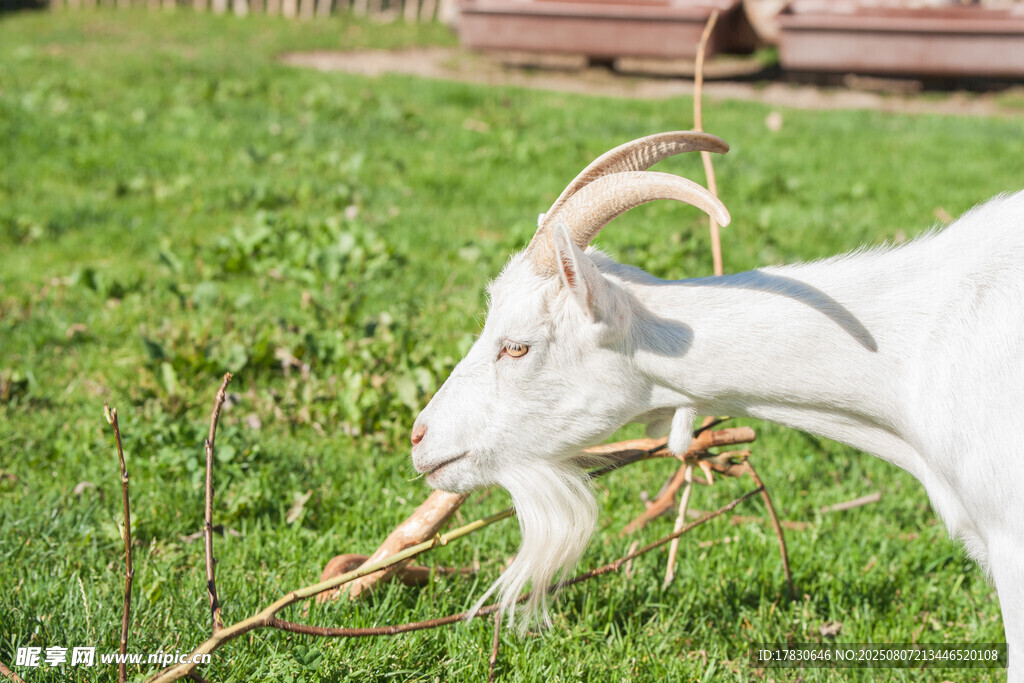 山羊嚼食樹枝
