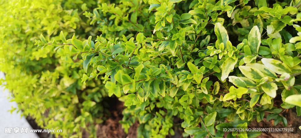 翠綠茂盛的地面綠植景觀