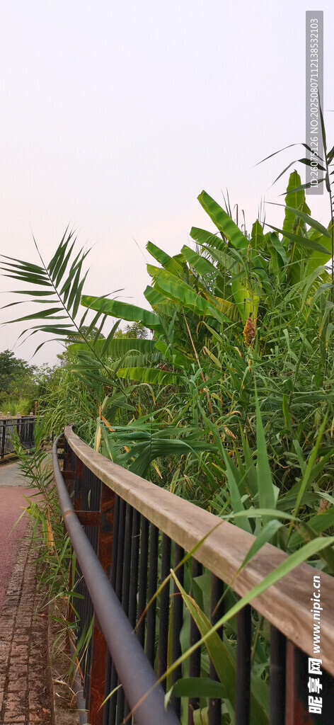 田間木棧道旁的蔥郁植物
