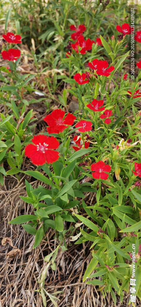 鮮艷石竹花朵朵綻放