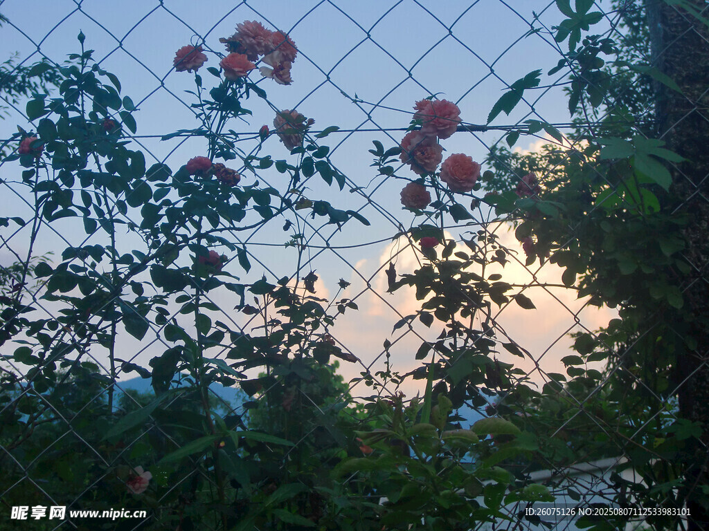 夕陽下圍欄邊綻放的玫瑰