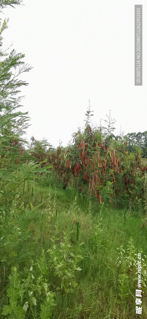 野外綠植茂盛的草地場景