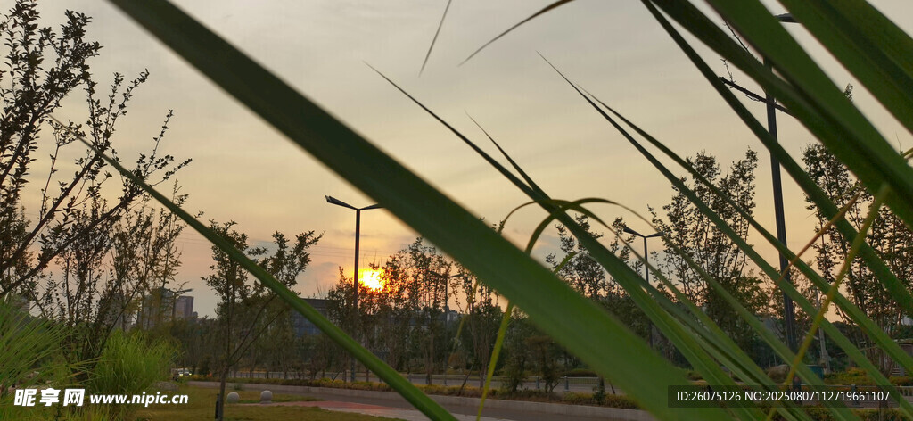 夕陽(yáng)下的植物景觀