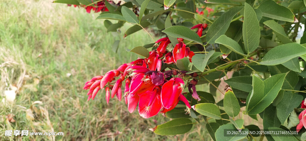 鮮艷紅花綻放綠葉間