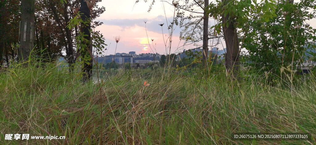 黃昏下的草地與樹木景觀