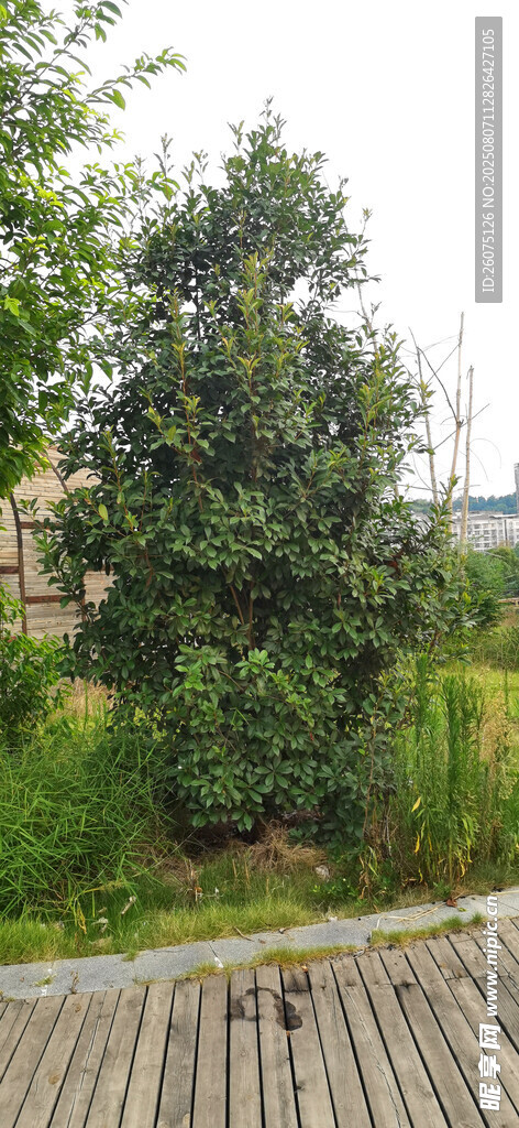 戶外木棧道旁綠植景觀