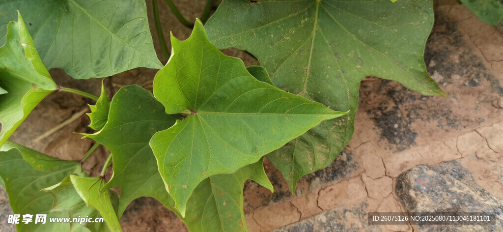 綠色苕葉特寫