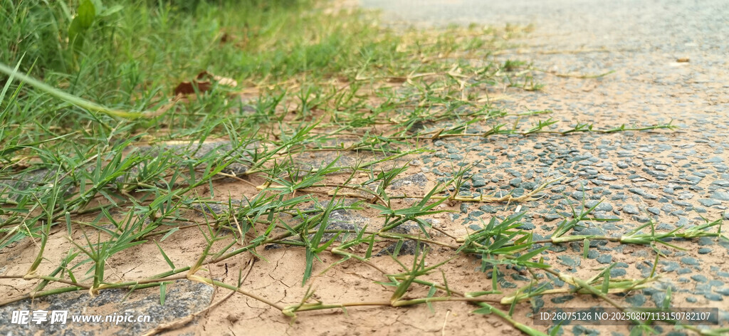 路邊草藤蔓延景觀