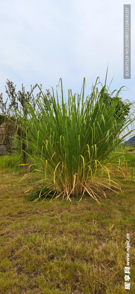 野外叢生的高大綠色植物