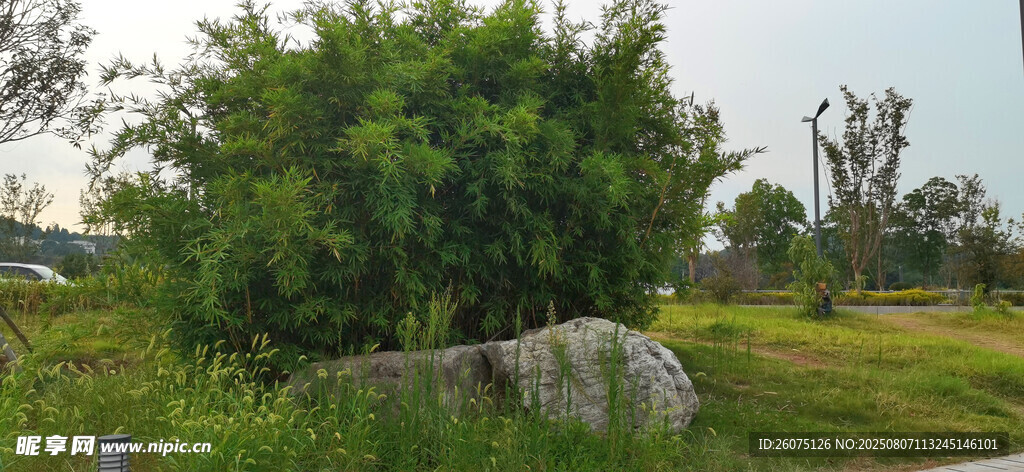 綠意盎然的戶(hù)外自然景致