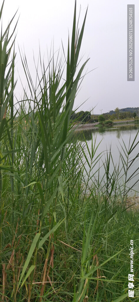 湖畔蘆葦叢生的自然景致