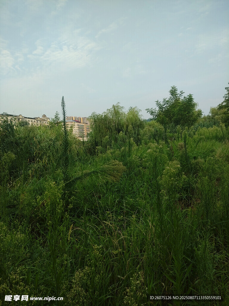 野外繁茂綠植景觀