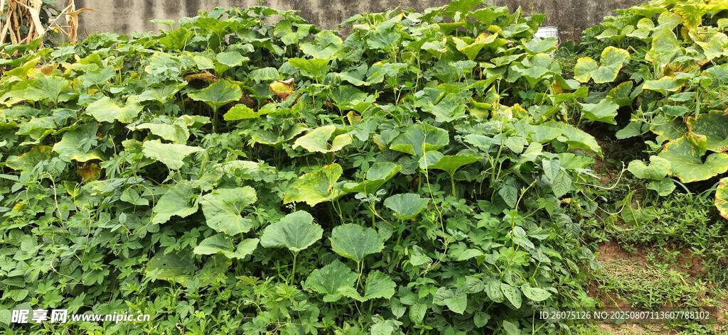 綠葉繁茂的南瓜藤蔓