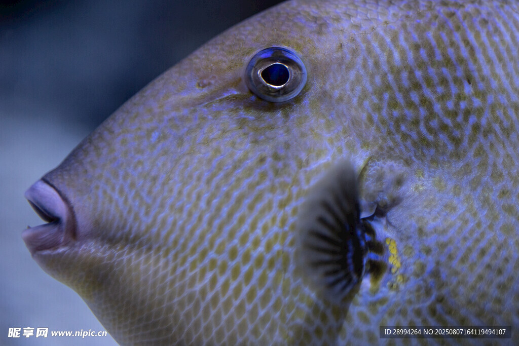 獨(dú)特花紋的魚類
