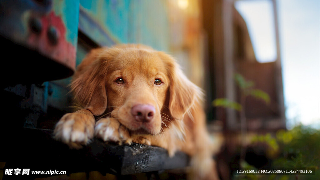 可愛金毛犬趴在欄桿上