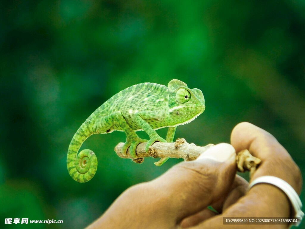 手托迷你變色龍