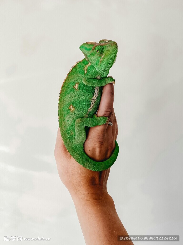 手托綠色變色龍