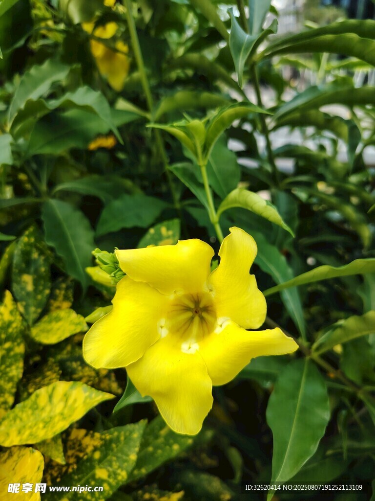 嬌艷黃花朵與翠綠葉片