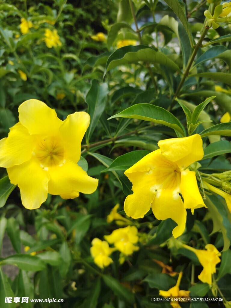 綻放的黃色花卉