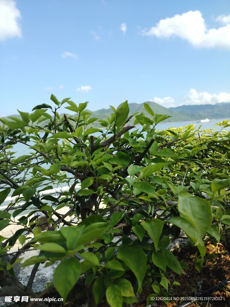 翠綠枝葉映襯藍(lán)天白云