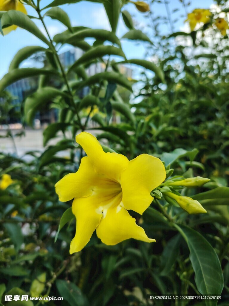 嬌艷黃花朵綻放綠葉間