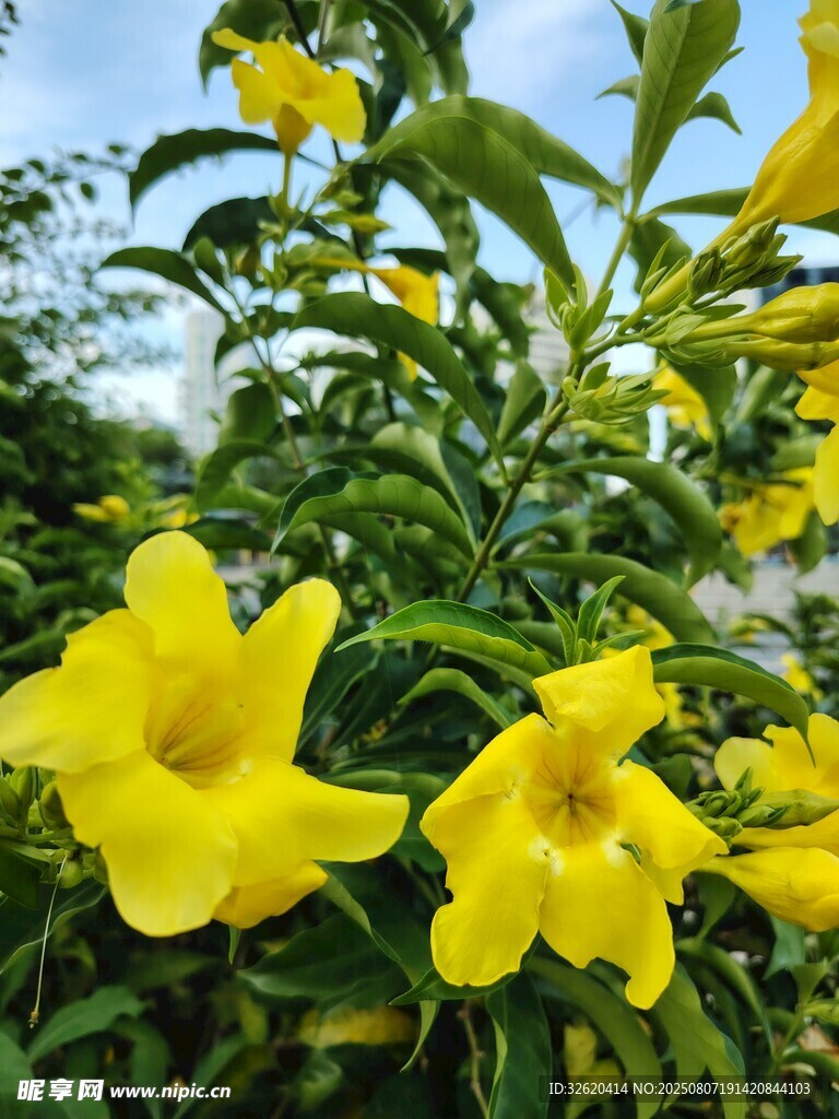 綻放的黃色花卉