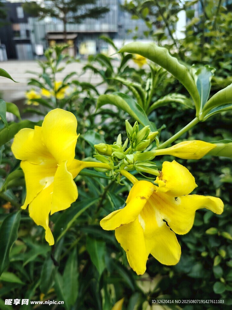 嬌艷黃花朵綻放綠葉間