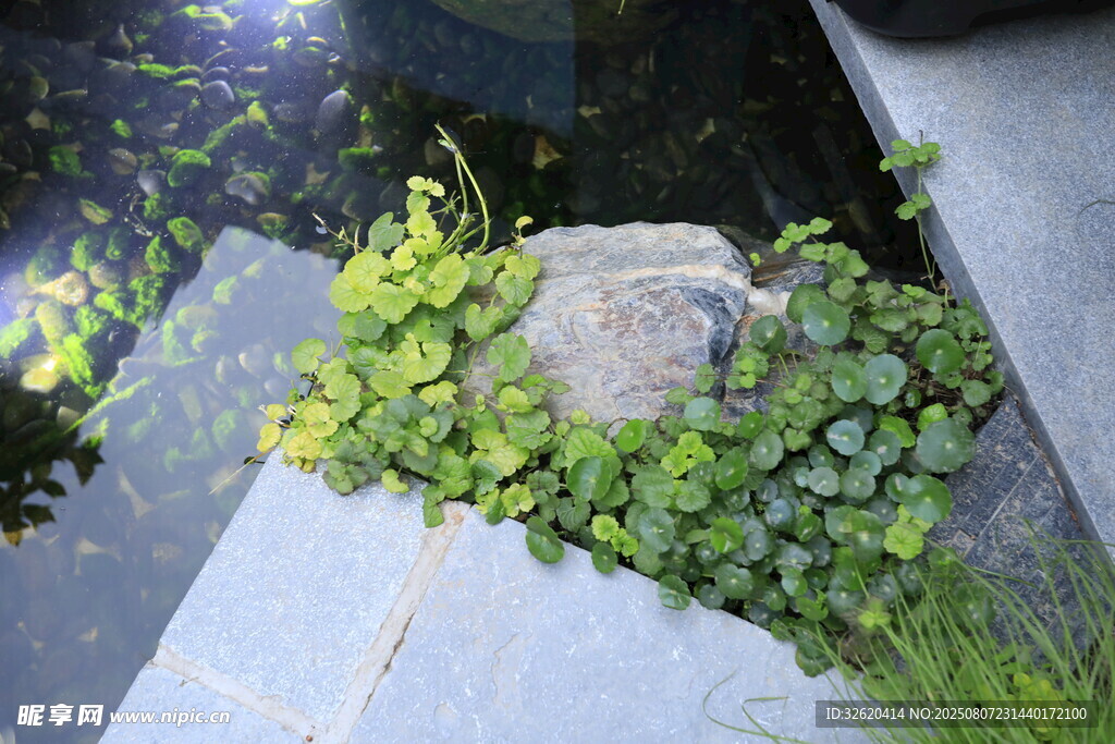 石邊翠綠水生植物景觀