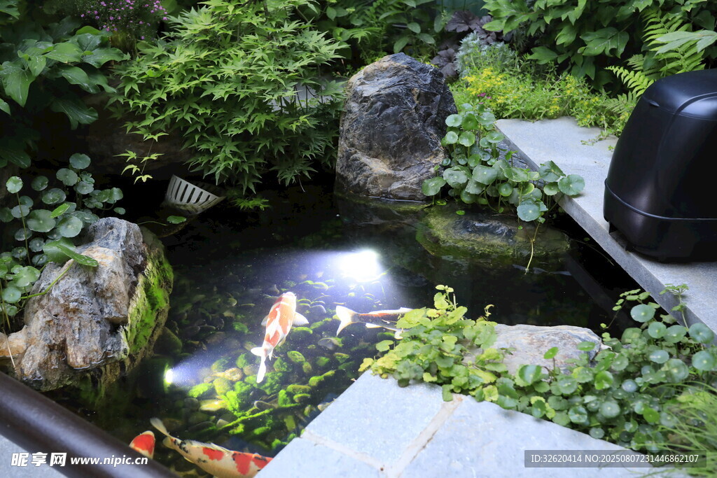 中式庭院錦鯉池景觀