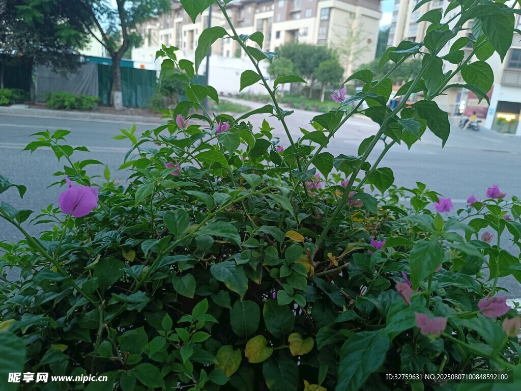 路邊盛開的繁茂花卉