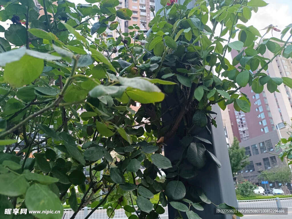 綠葉掩映下的建筑一角