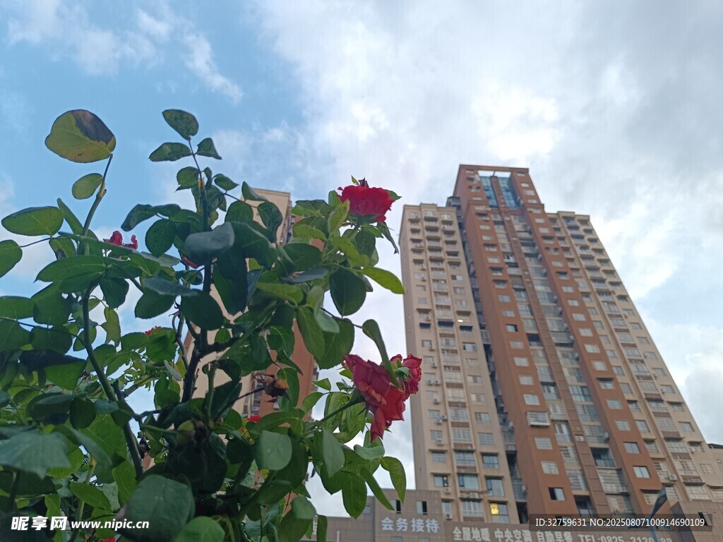 高樓旁綻放的嬌艷花朵