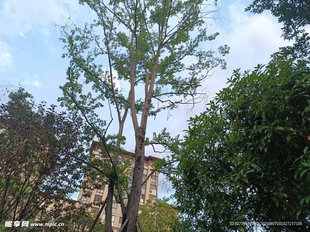 挺拔樹木與背景建筑景觀