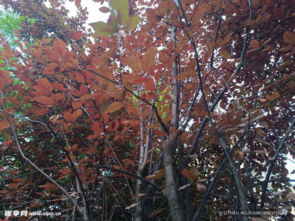 秋日紅楓樹枝特寫