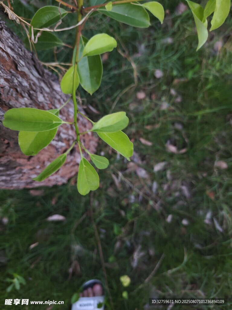 綠葉繁茂的植物特寫(xiě)