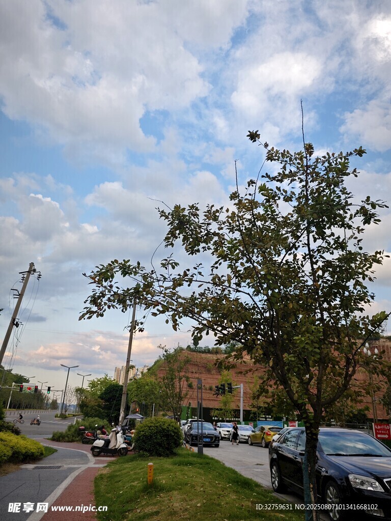 城市街道邊的綠樹與車輛